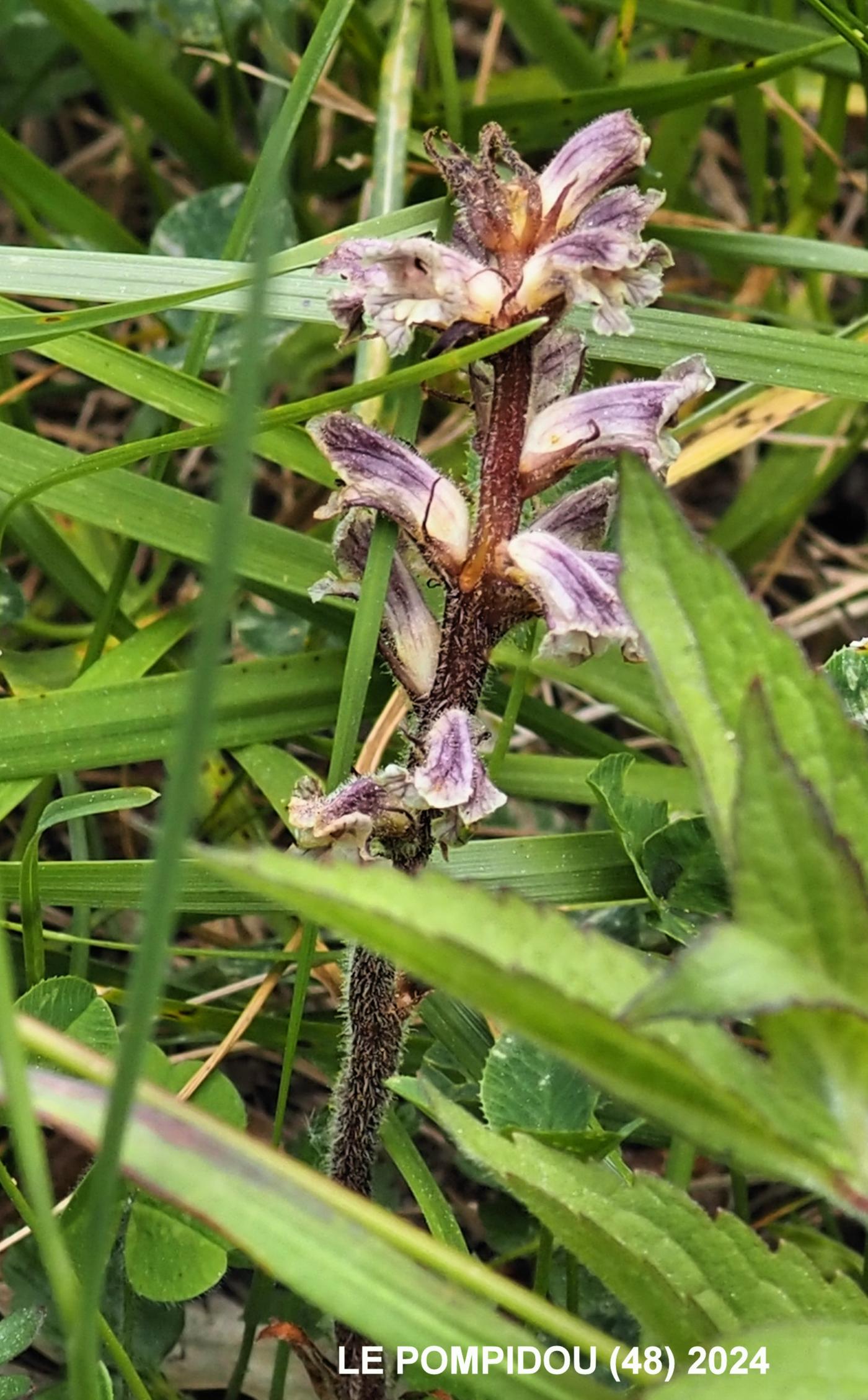 Broomrape, Lesser plant